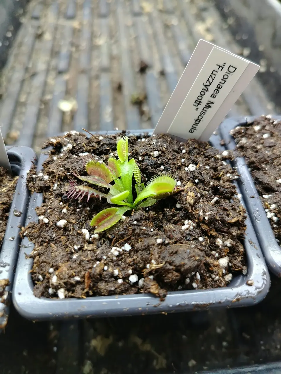 Dionaea Muscipula - Fuzzytooth 2