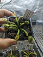 Dionaea Muscipula - 'Schuppenstiel I' - Miniatura 2