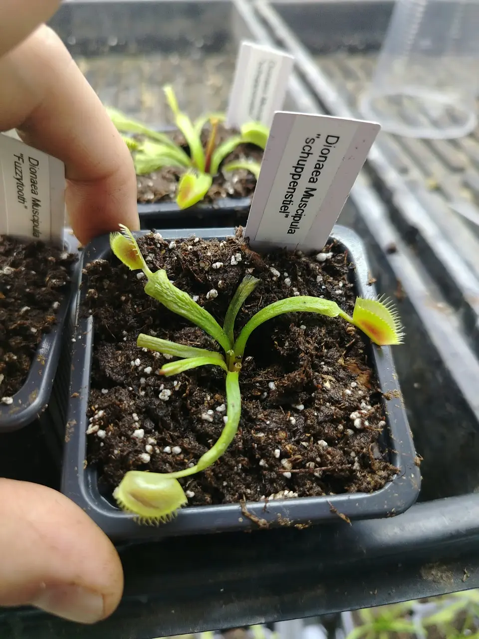 Dionaea Muscipula - 'Schuppenstiel I' 1