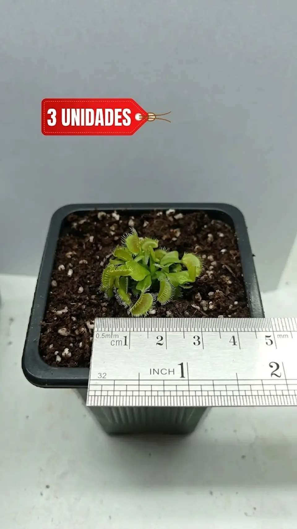 3 Dionaea muscipula -  típica - pequeña 1