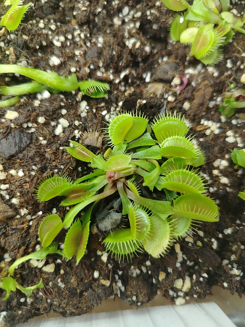 Dionaea Muscipula - DC XL