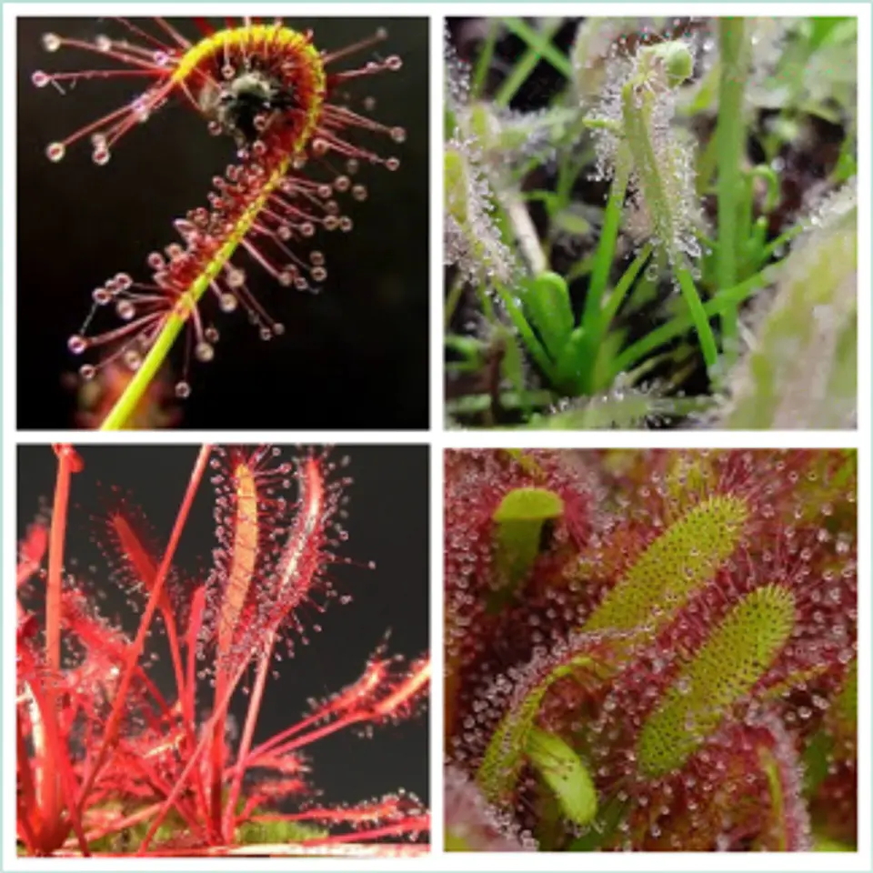 Kit de cultivo - Drosera capensis mix 1