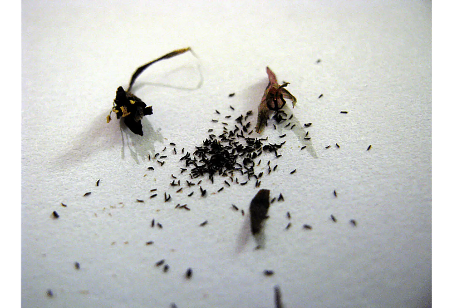 Kit de cultivo - Drosera capensis mix 2