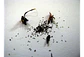 Kit de cultivo - Drosera capensis mix - Thumbnail 2