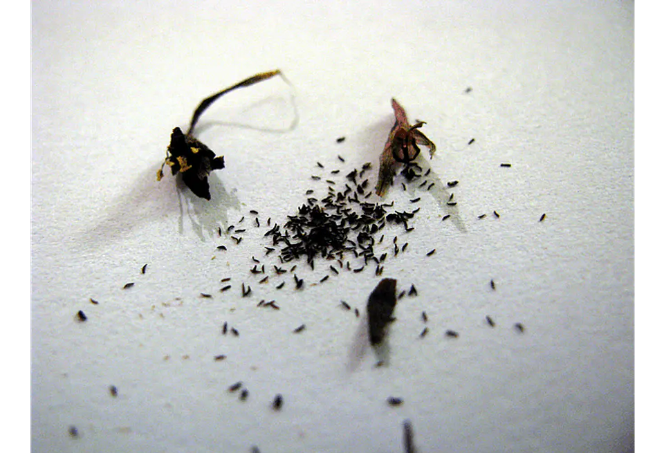 Kit de cultivo - Drosera capensis mix 2