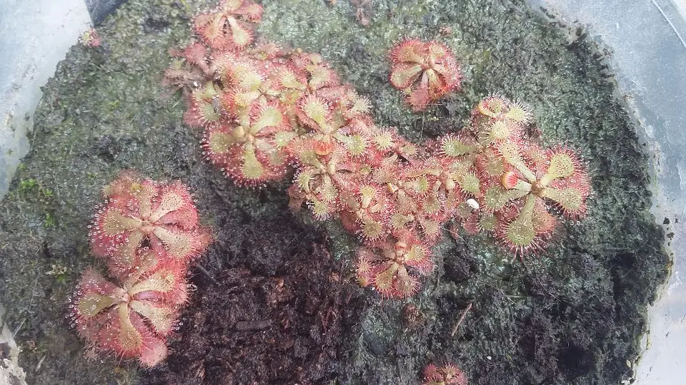 Drosera - Spatulata  2