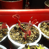 Dionaea Muscipula - Red Sawtooth