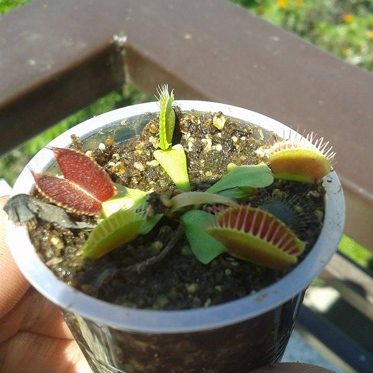 Dionaea Muscipula - B52 2