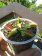 Dionaea Muscipula - B52 - Thumbnail 2