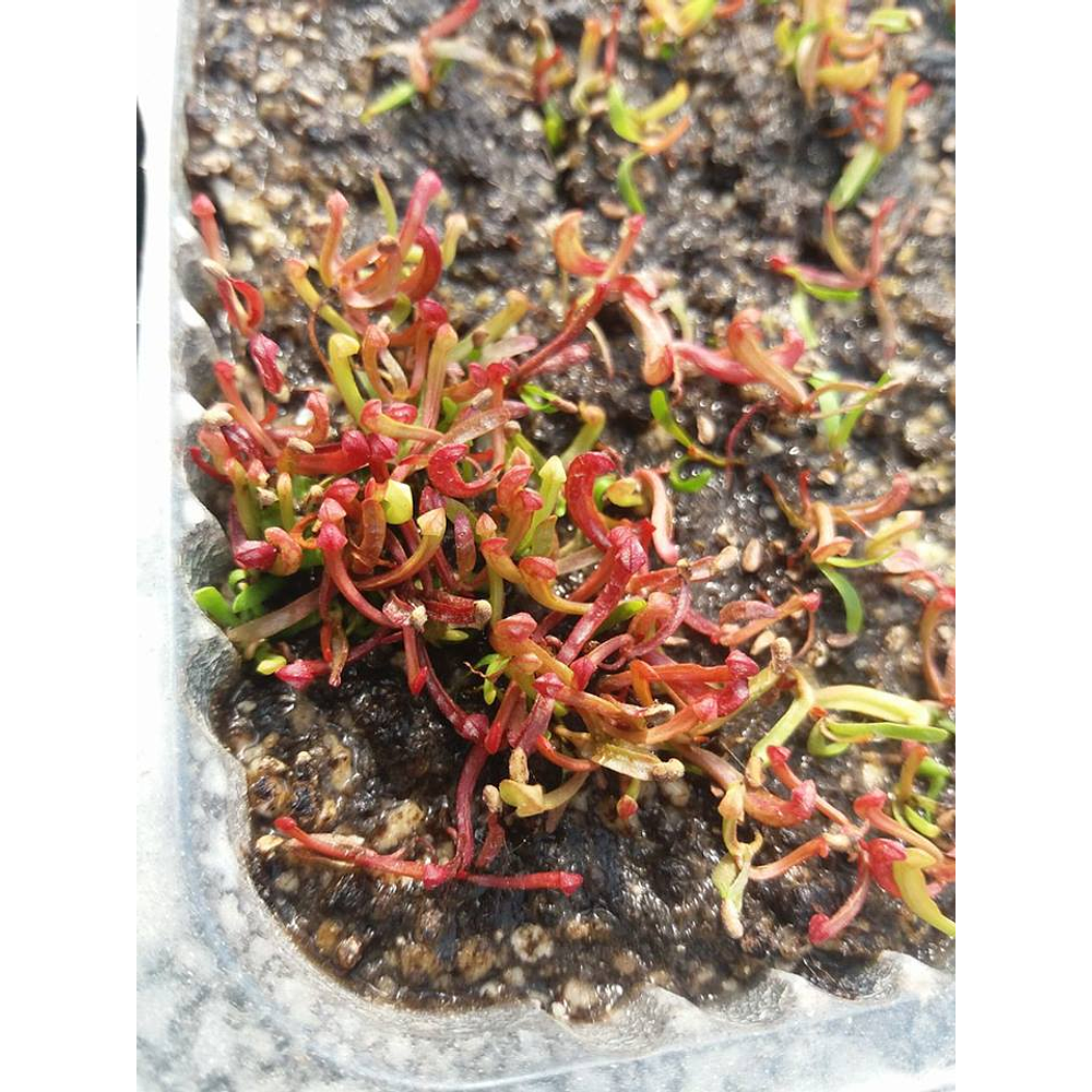 Kit de cultivo - Sarracenia Purpurea  ﻿( ﻿Pine Barrens, Ocean Co., New Jersey, USA )