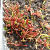 Kit de cultivo - Sarracenia Purpurea  ﻿( ﻿Pine Barrens, Ocean Co., New Jersey, USA )