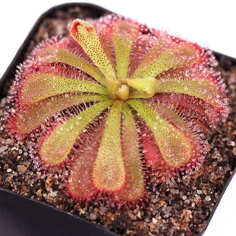 Kit de cultivo - Drosera Aliciae