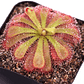 Kit de cultivo - Drosera Aliciae - Miniatura 1