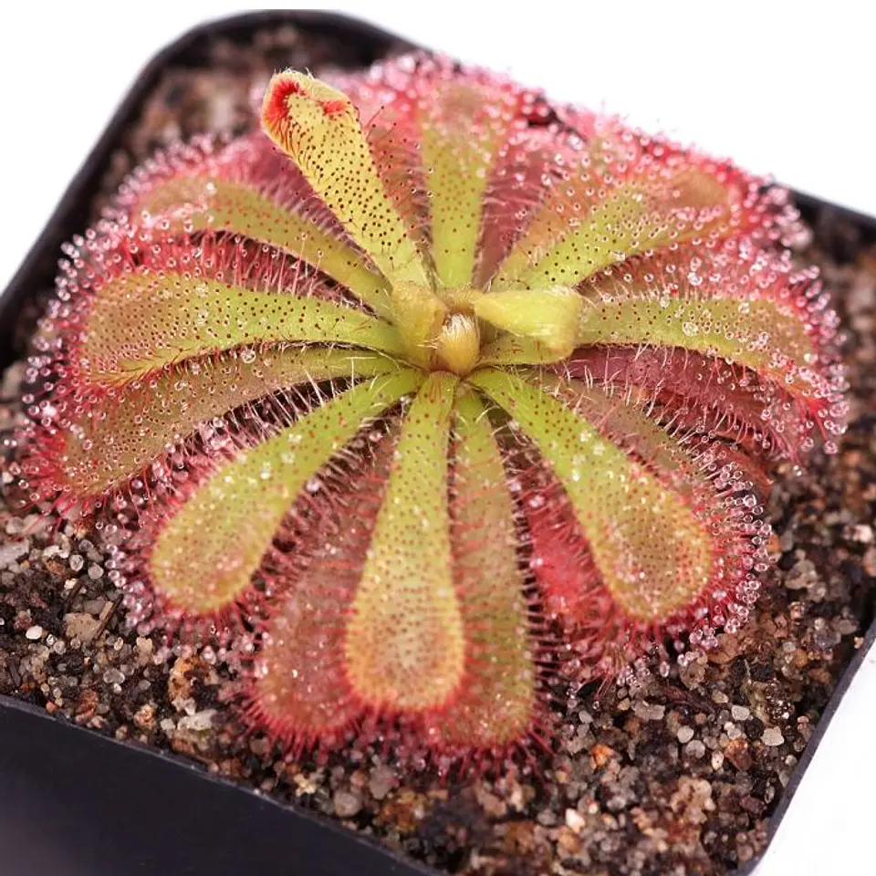 Kit de cultivo - Drosera Aliciae 1