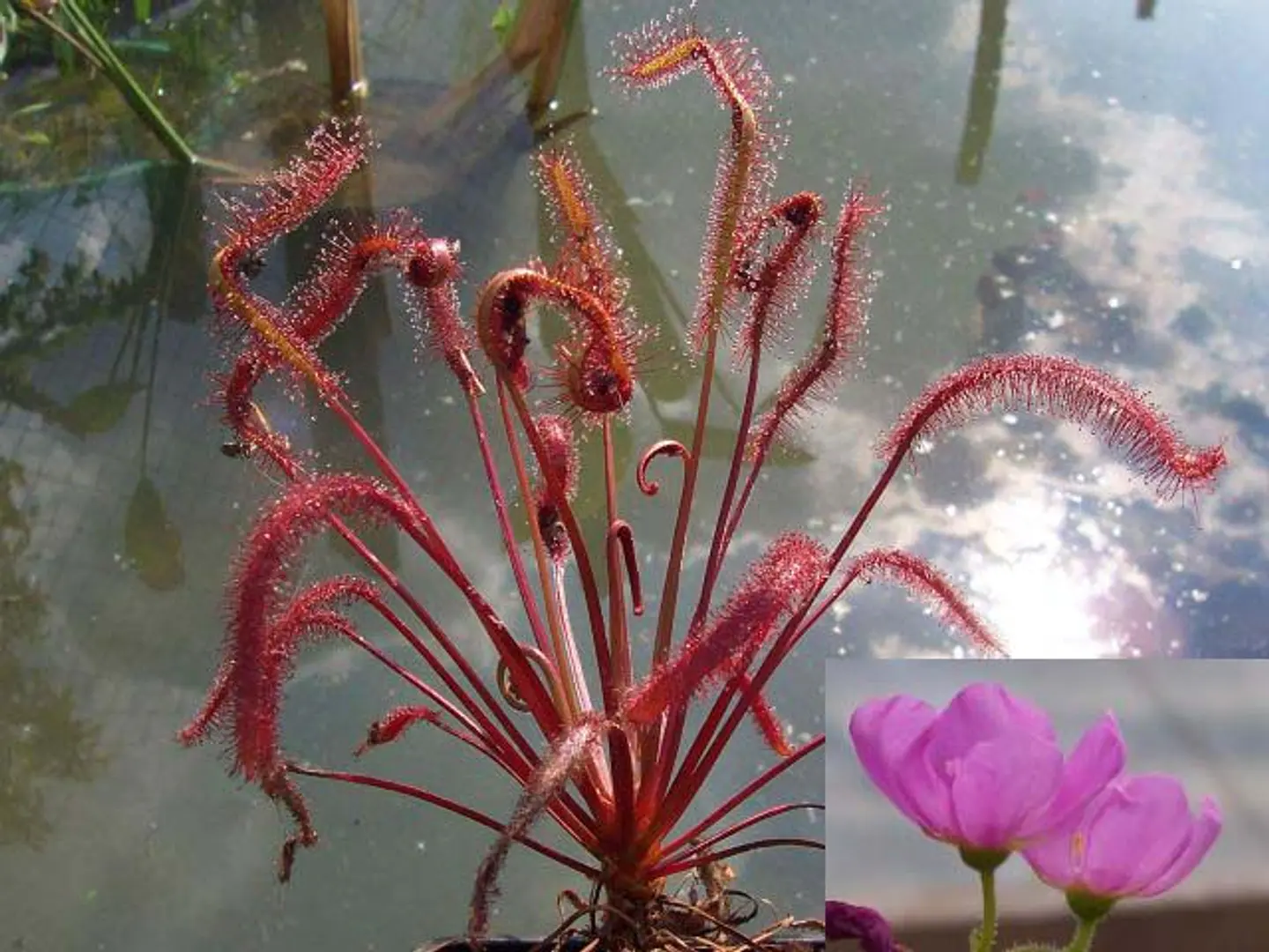 Kit de cultivo - Drosera Capensis 