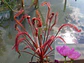 Kit de cultivo - Drosera Capensis 