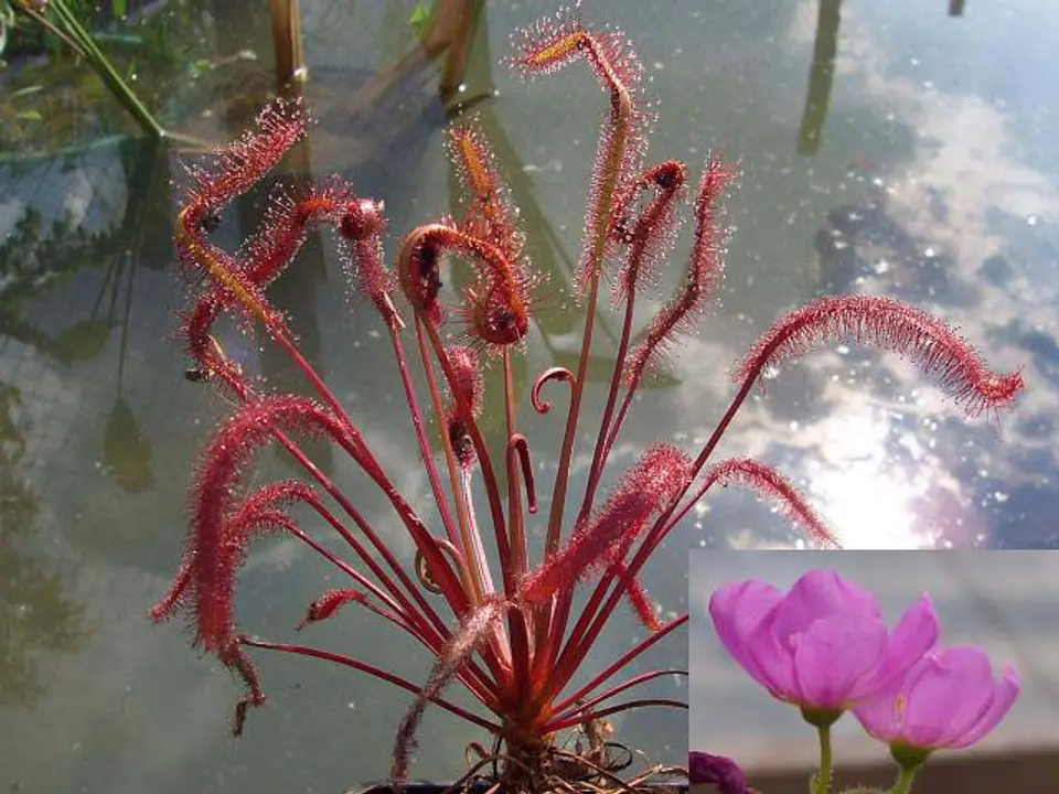 Kit de cultivo - Drosera Capensis 