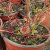 Kit de cultivo - Drosera Capensis "All Red"