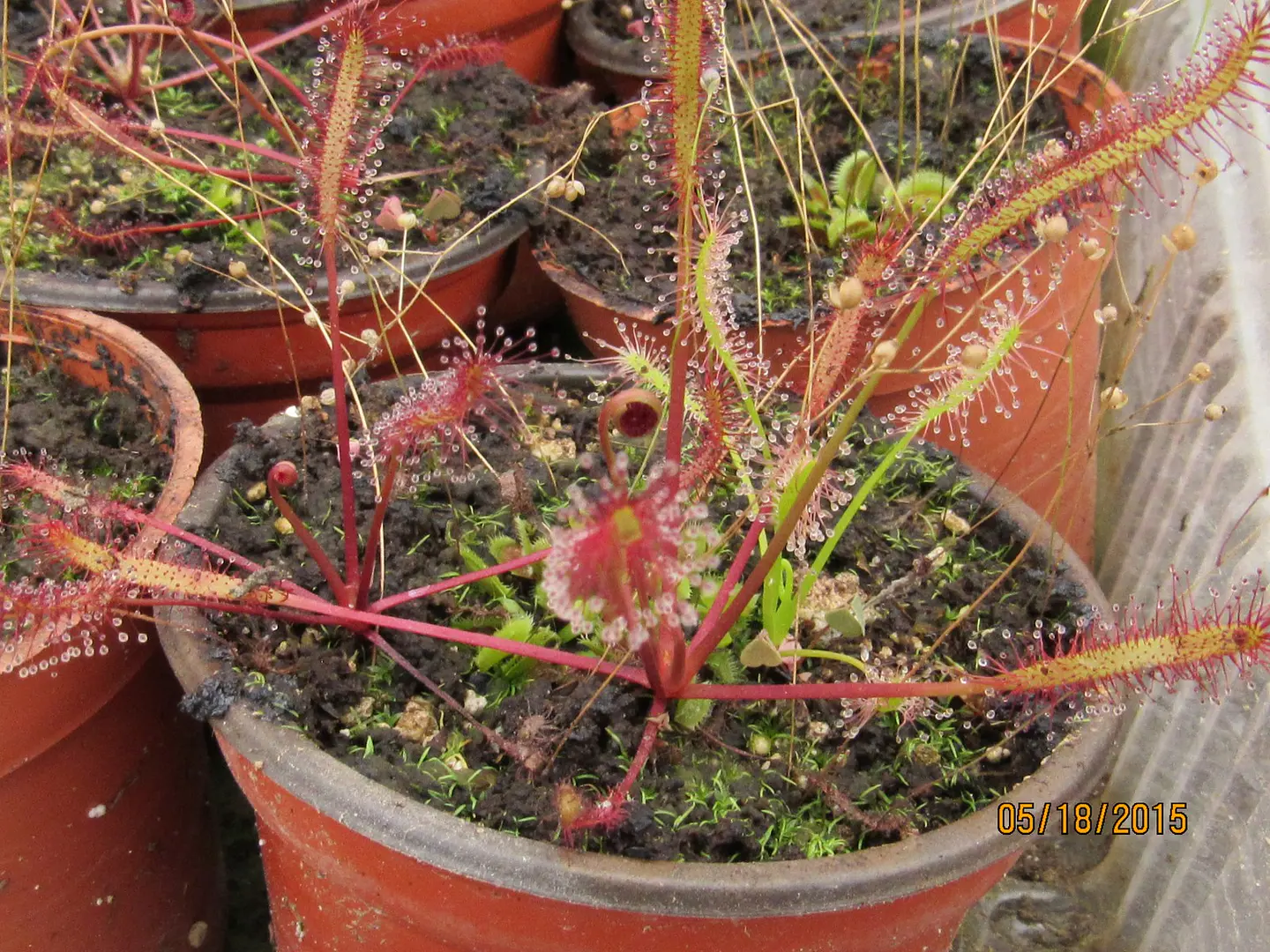 Kit de cultivo - Drosera Capensis 