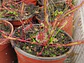 Kit de cultivo - Drosera Capensis 