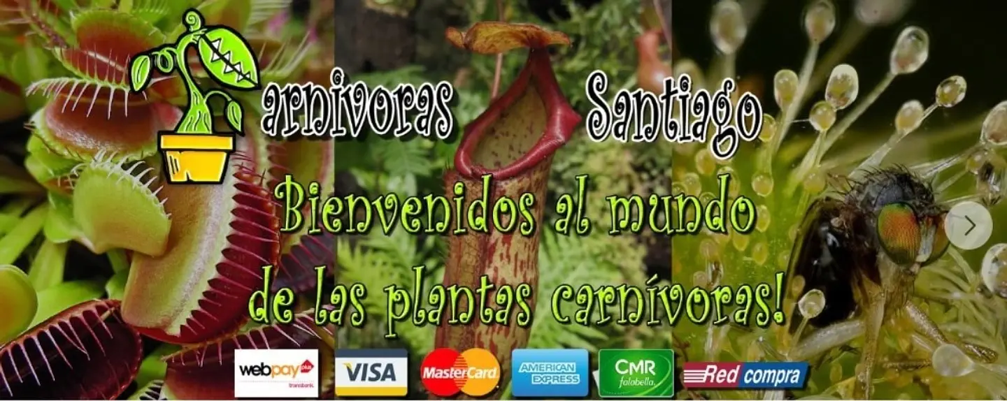 Plantas Carnívoras Santiago ( Chile )