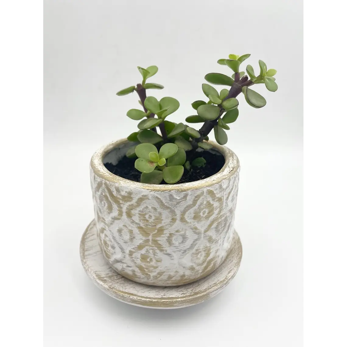 Planta de Jade natural con matera de céramica 3