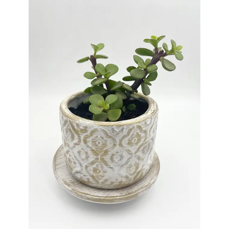 Planta de Jade natural con matera de céramica 3