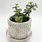 Planta de Jade natural con matera de céramica - Miniatura 3