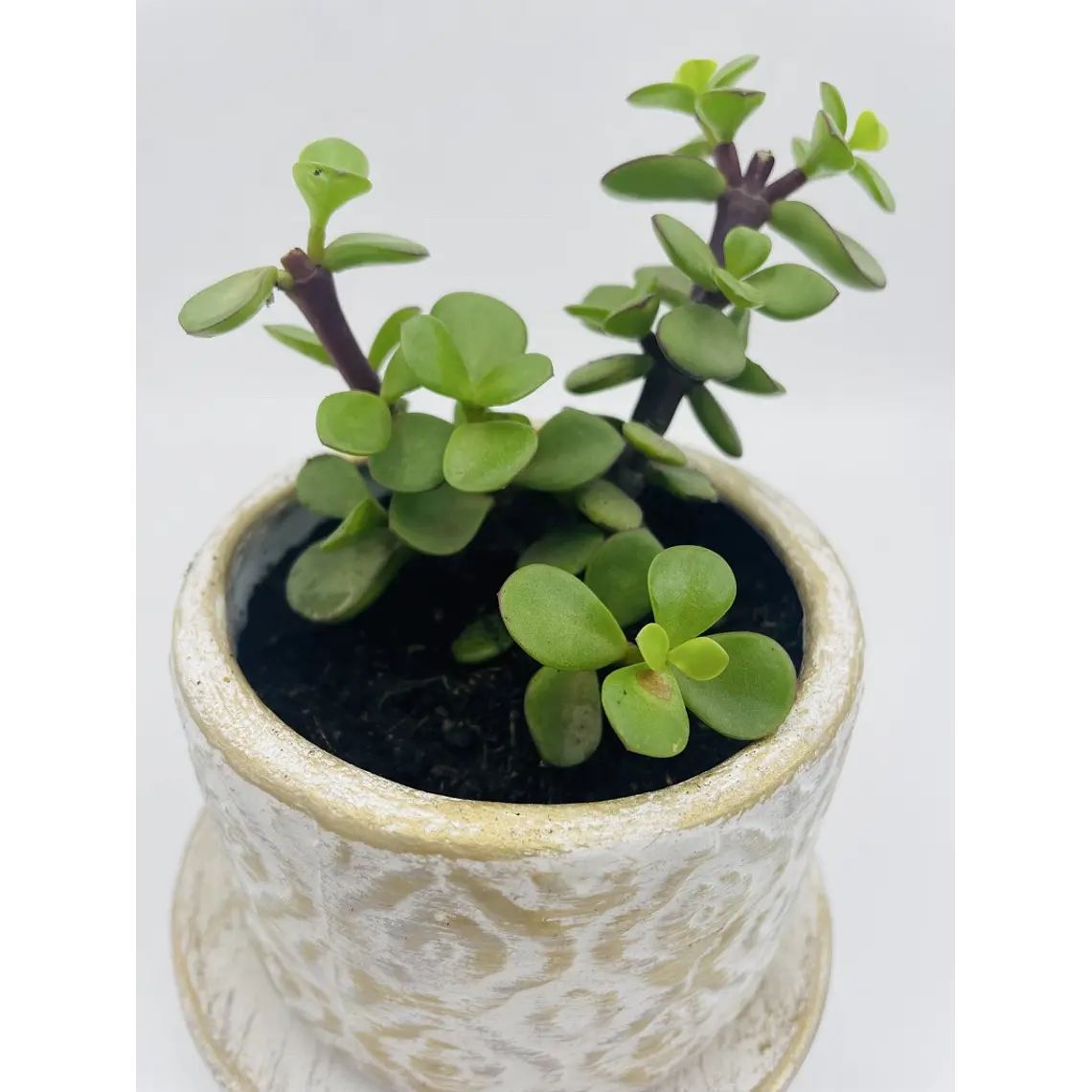 Planta de Jade natural con matera de céramica 2