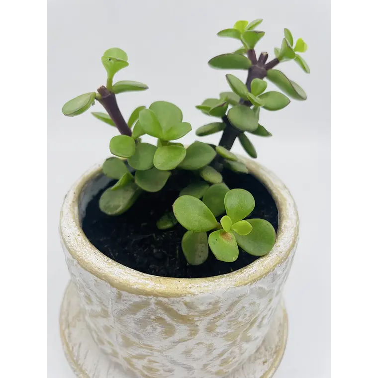 Planta de Jade natural con matera de céramica 2