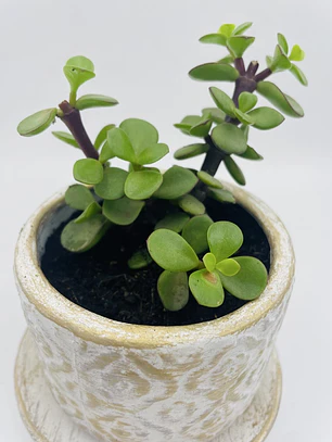 Planta de Jade natural con matera de céramica