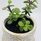 Planta de Jade natural con matera de céramica - Miniatura 2