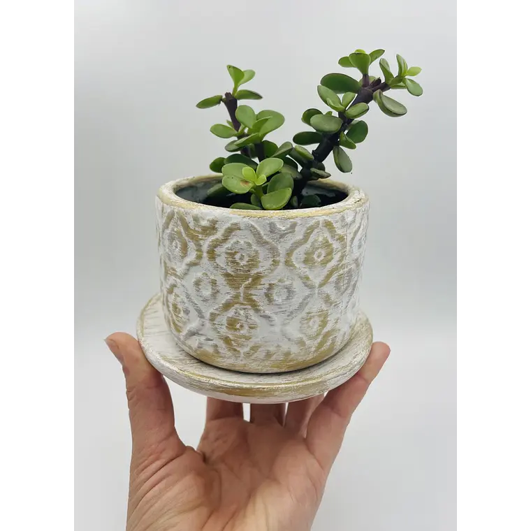 Planta de Jade natural con matera de céramica 1