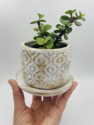 Planta de Jade natural con matera de céramica