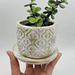 Planta de Jade natural con matera de céramica - Miniatura 1