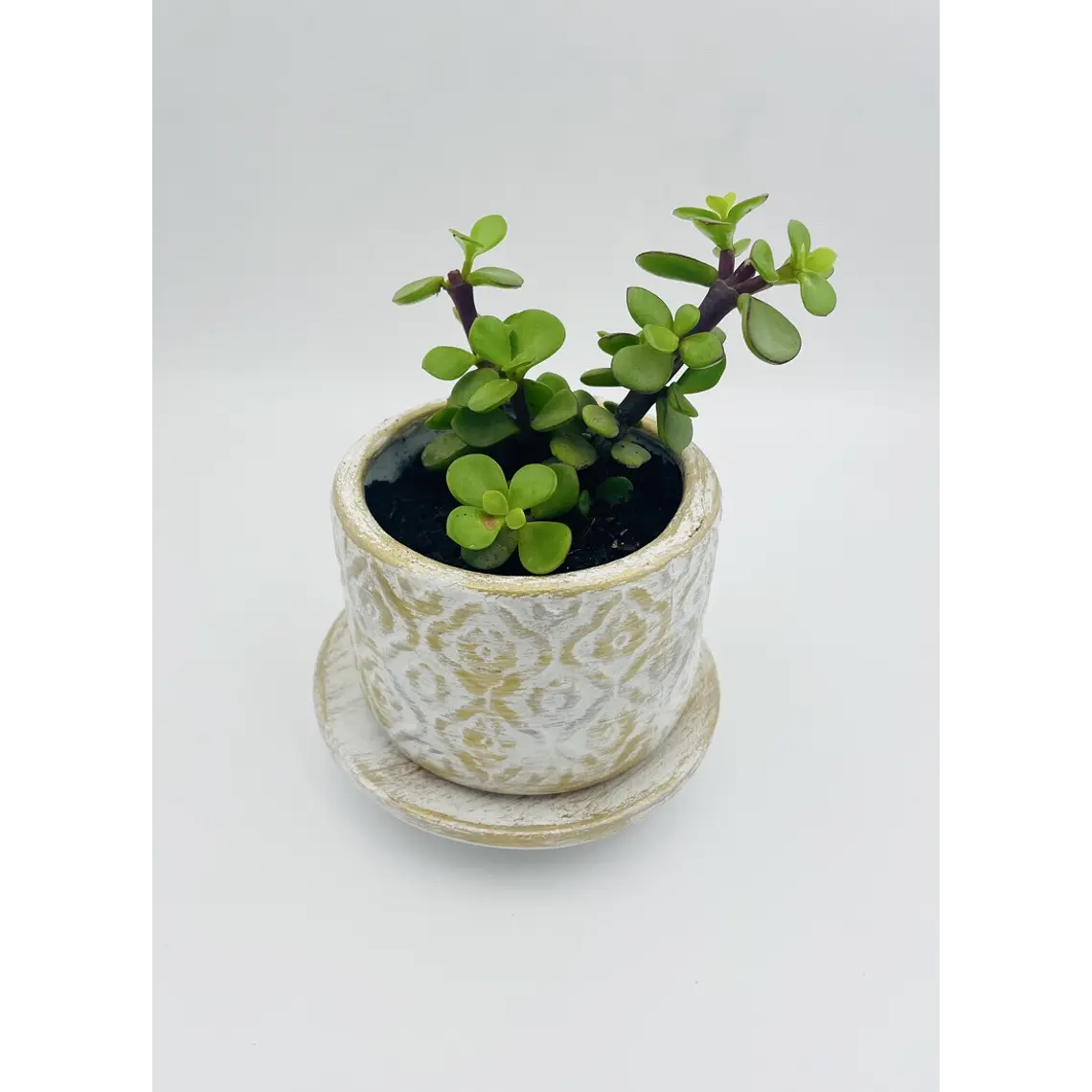 Planta de Jade natural con matera de céramica 4