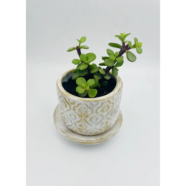 Planta de Jade natural con matera de céramica 4