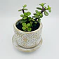 Planta de Jade natural con matera de céramica - Miniatura 4
