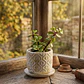 Planta de Jade natural con matera de céramica - Miniatura 5