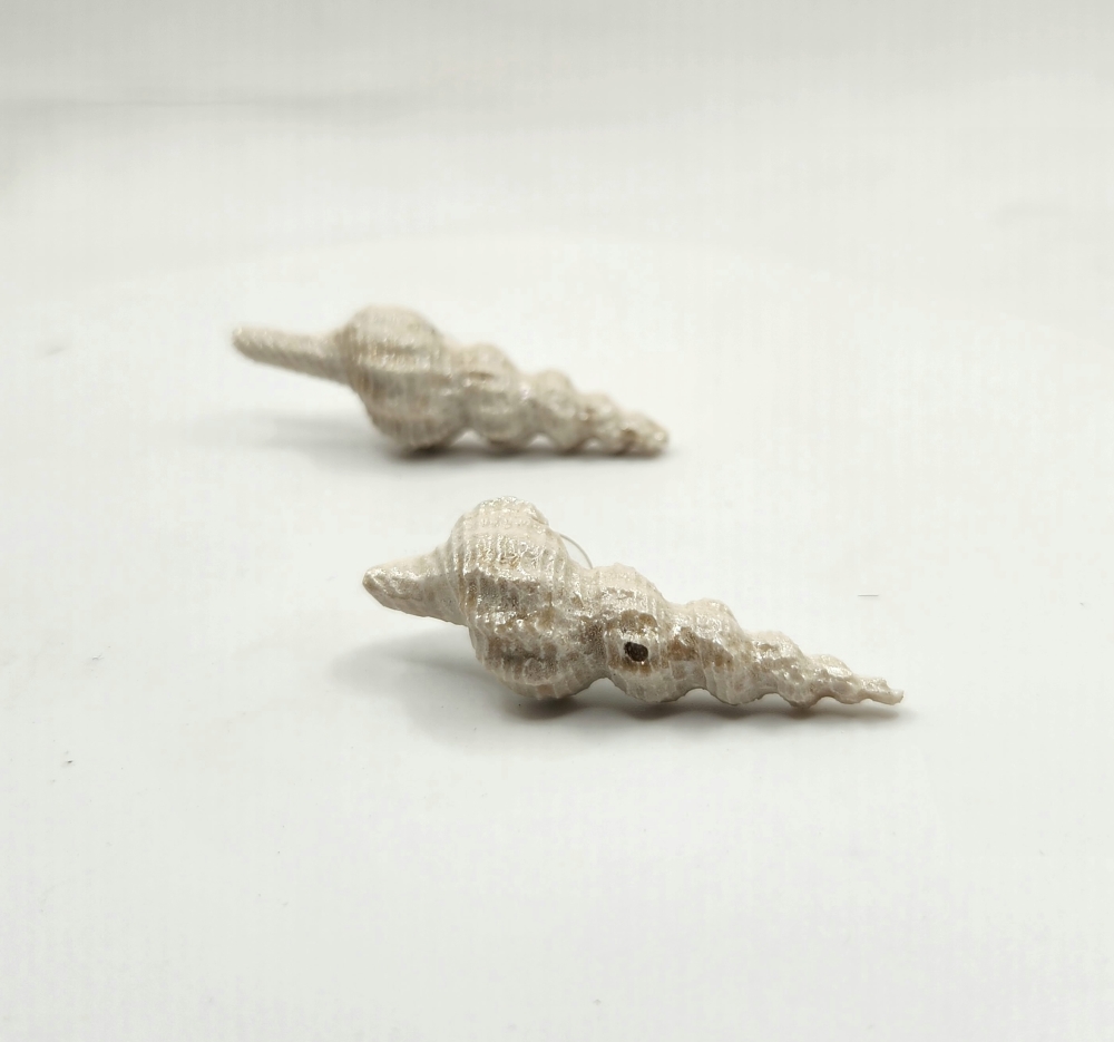 Aros Conidae Marino