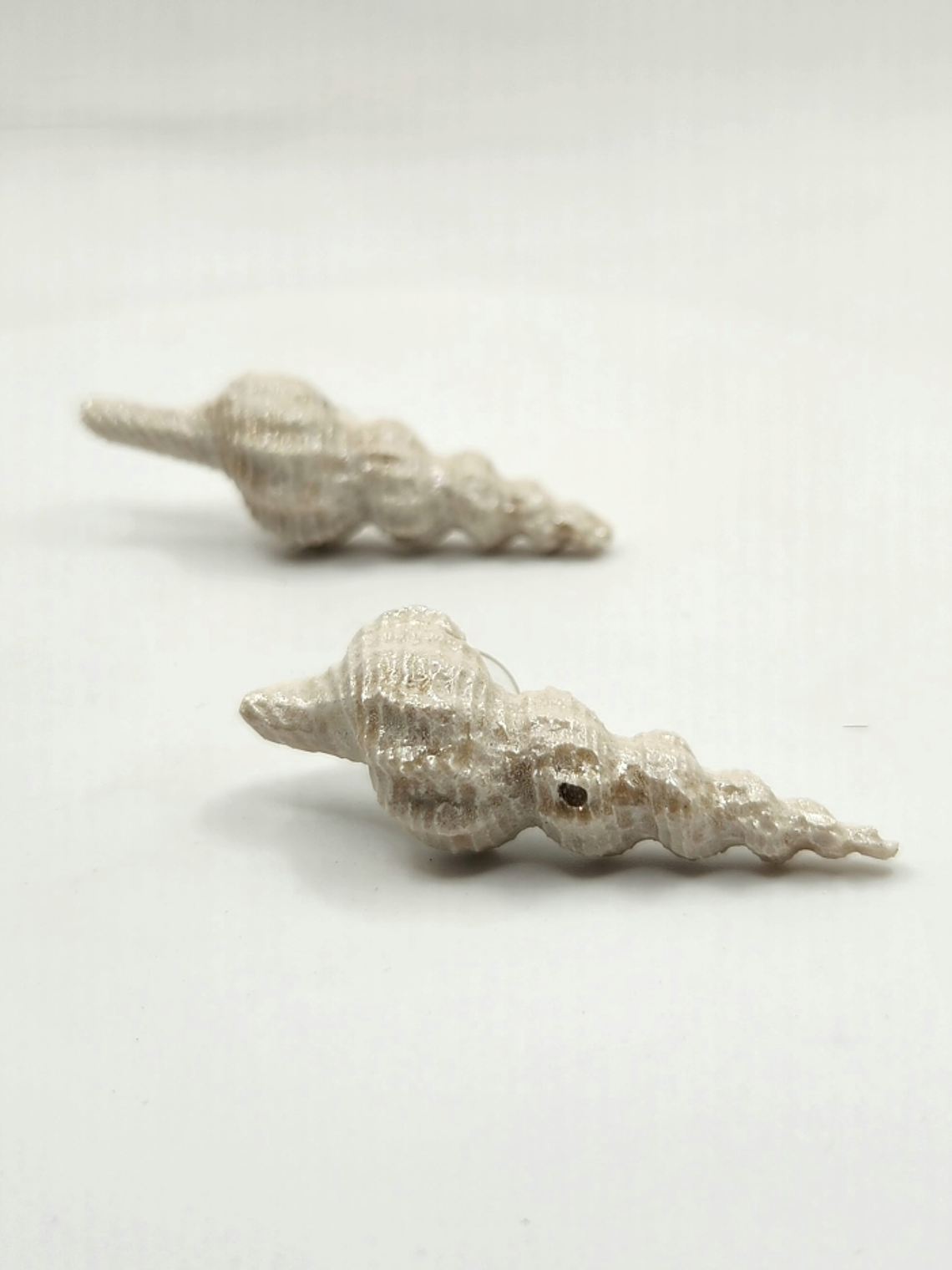 Aros Conidae Marino 1