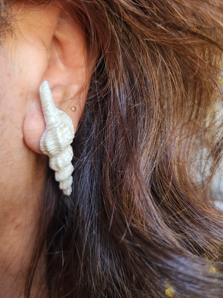 Aros Conidae Marino 2