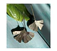 Aros o Pendientes de hojas de Gingko Biloba   “mini gingkos