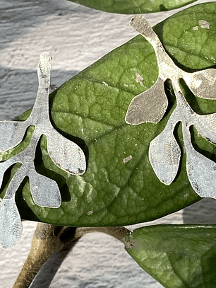 Pendientes  hojas pequeñas “hojitas