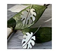 Aros o Pendientes  Monstera petit - Miniatura 1