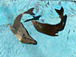 Aros ballenas grabadas al ácido - Miniatura 3