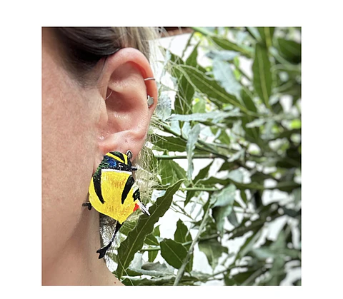 Pendientes o Aros de pájaro Siete colores Chileno