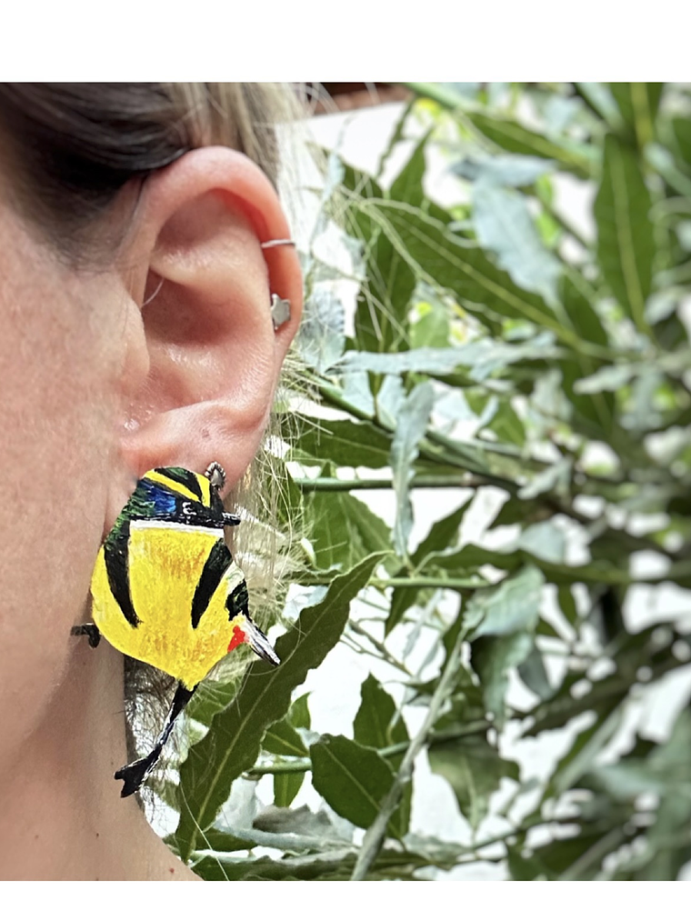 Pendientes o Aros de pájaro Siete colores Chileno 2