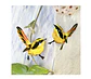Pendientes o Aros ilustrados de Aves “Rayadito
