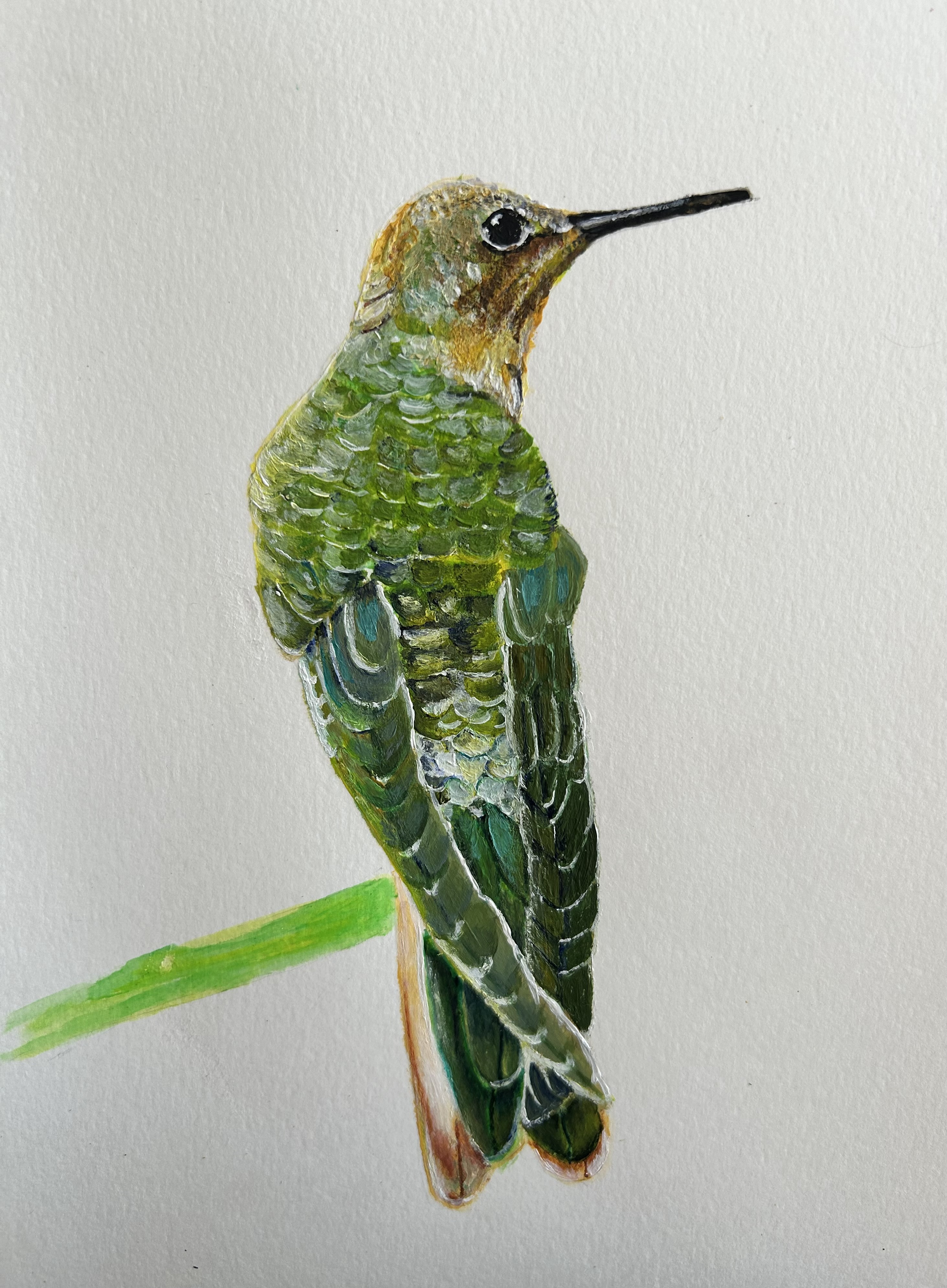 Ilustraciones Caromagenta